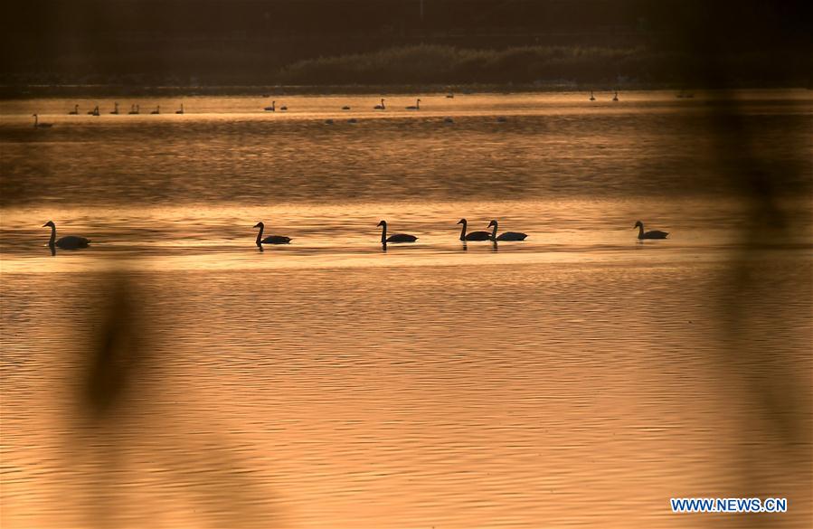 CHINA-HENAN-SANMENXIA-WHITE SWANS (CN)