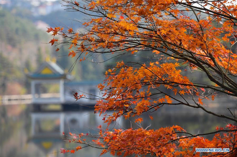 CHINA-JIANGXI-LUSHAN-MAPLE LEAVES (CN)