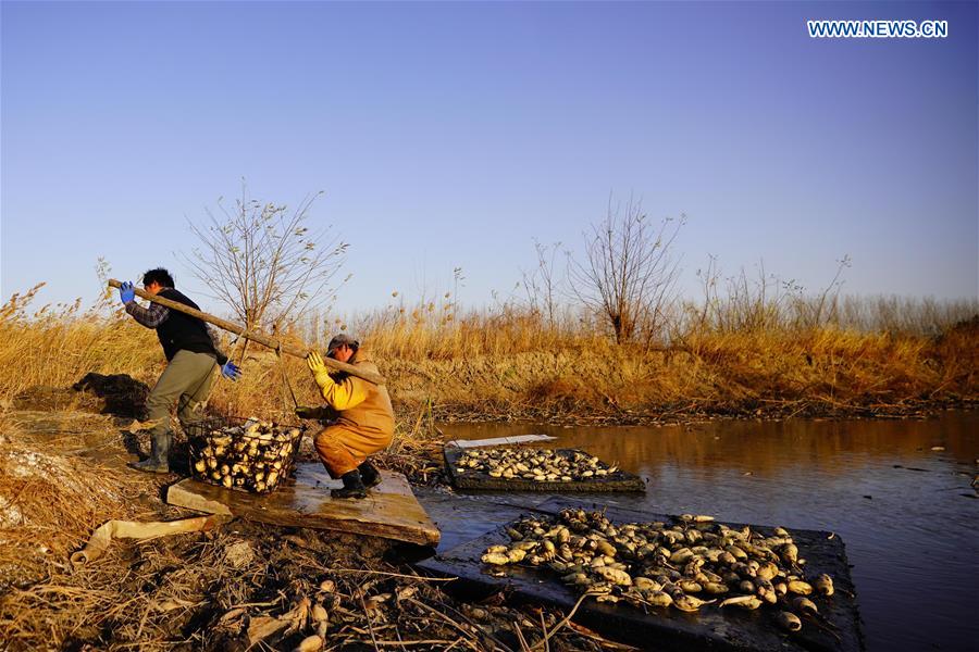 CHINA-HEBEI-CAOFEIDIAN-LOTUS ROOT-HARVEST (CN)