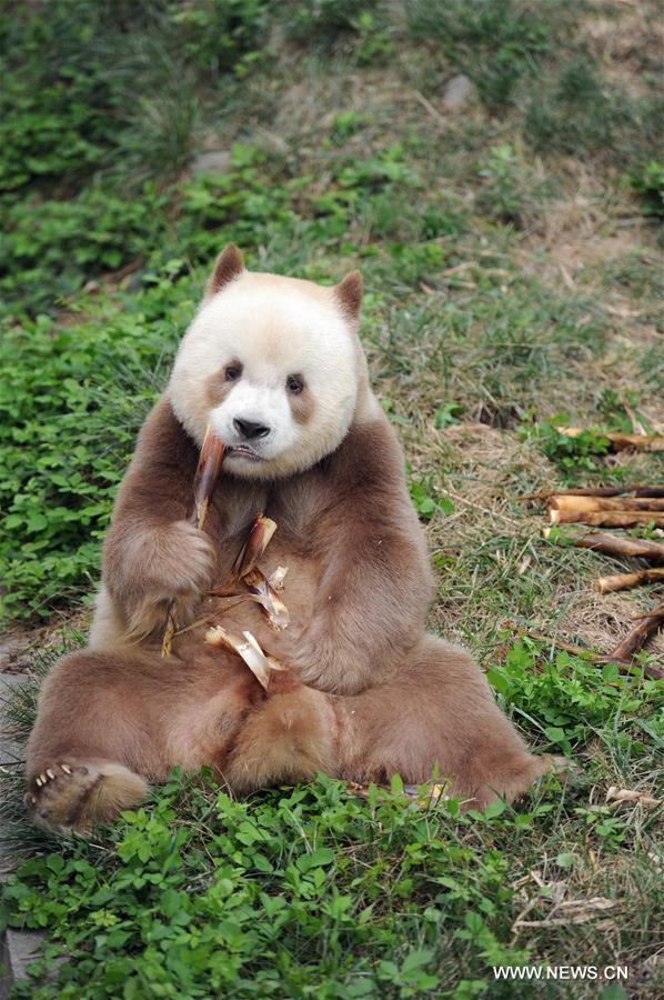 CHINA-SHAANXI-CAPTIVE BROWN GIANT PANDA-ADOPTION (CN)