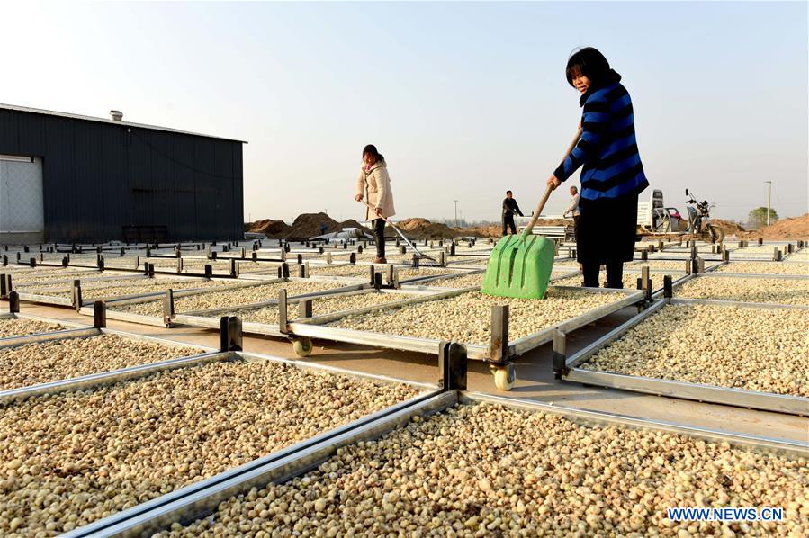 CHINA-HEBEI-NANHE-CHINESE HERBAL MEDICINE-PLANTING (CN)