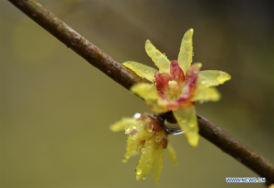 #CHINA-HUBEI-ENSHI-WINTER FLOWERS (CN)