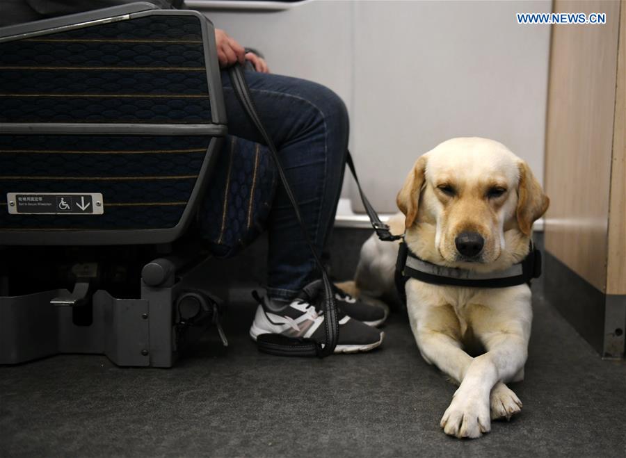 CHINA-SHAANXI-XI'AN-GUIDE DOG-SPRING FESTIVAL TRAVEL RUSH (CN)