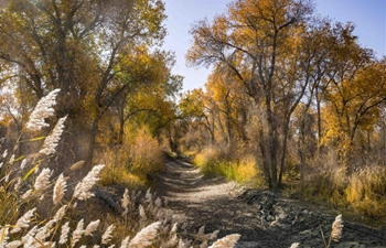 Scenery of desert poplar trees along Tarim River in China's Xinjiang