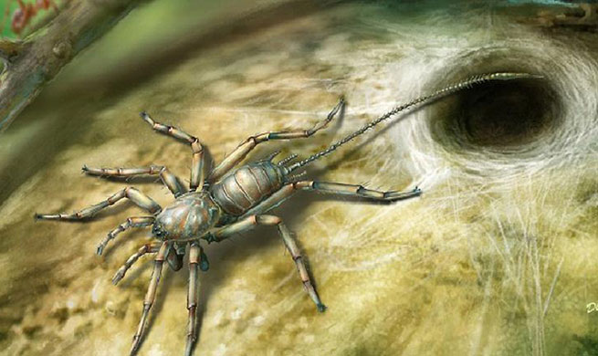 100 million-year-old spider with tail found in amber