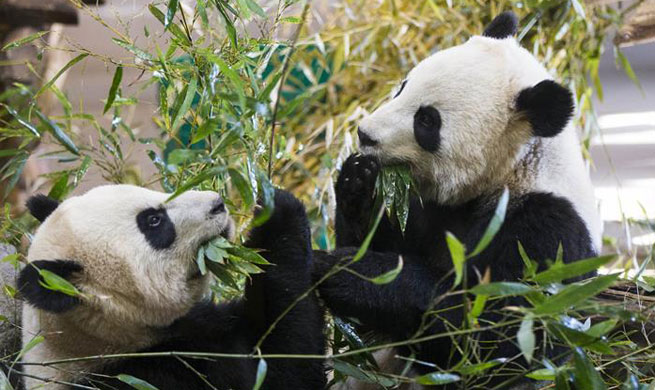 Take closer look at giant pandas eating bamboos at Toronto Zoo