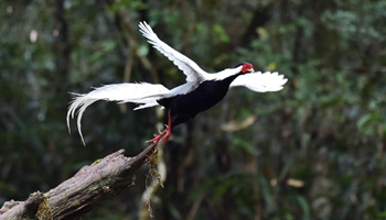 Silver pheasants seen inside nature reserve near in SE China's Fujian