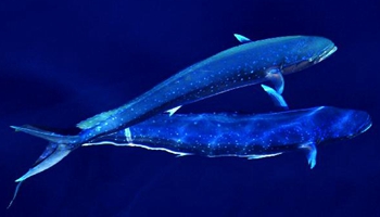 Dolphinfishes photographed in IODP expedition to South China Sea