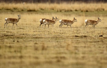 Procapra Przewalskii: "ballet dancer" on China's plateau