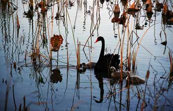 Jixi national wetland in east China's Shandong Province