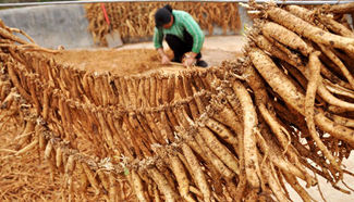 Chinese herbal medicines bring profit to farmers in China's Guizhou