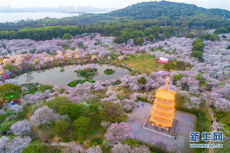 （春季美麗生態(tài)）（6）武漢：櫻花繽紛醉游人