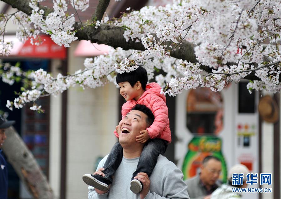 #（社會(huì)）（1）青島櫻花進(jìn)入盛花期