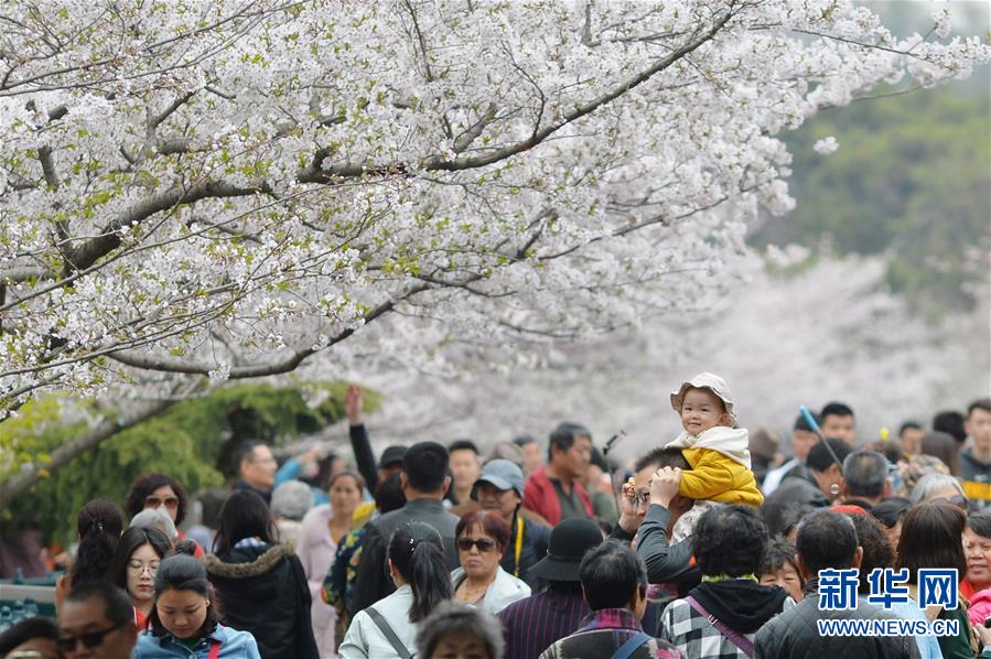 #（社會(huì)）（3）青島櫻花進(jìn)入盛花期