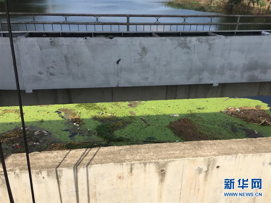 （新華視點·圖文互動）（2）上游洪水來襲下游魚蟹死亡，泄洪為何變泄污？