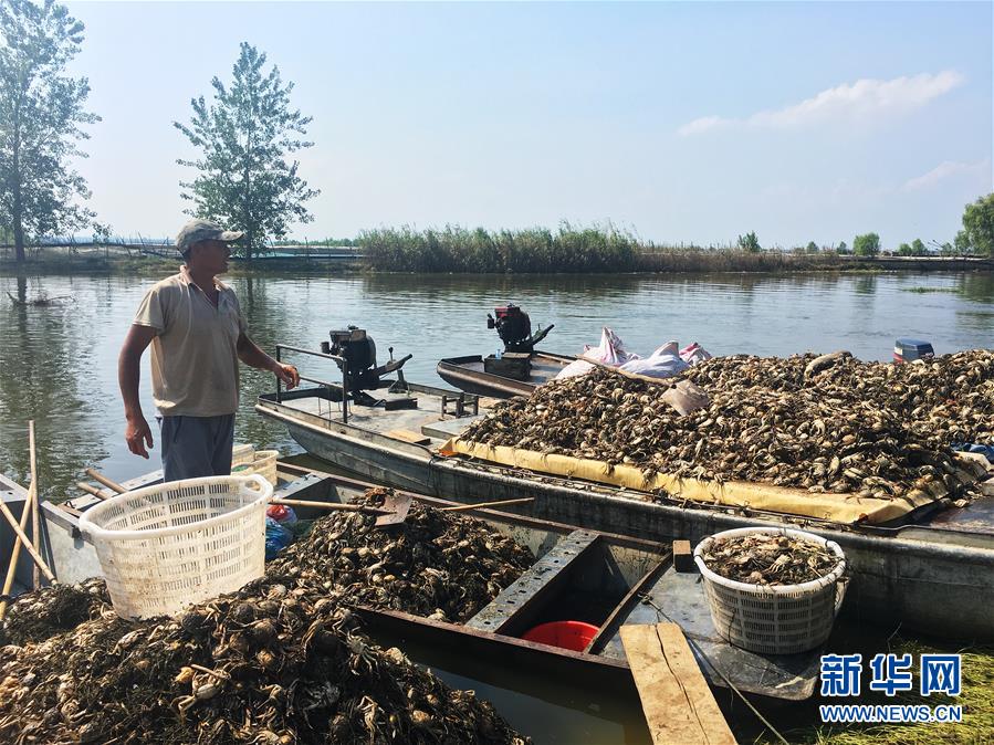 （新華視點·圖文互動）（1）上游洪水來襲下游魚蟹死亡，泄洪為何變泄污？