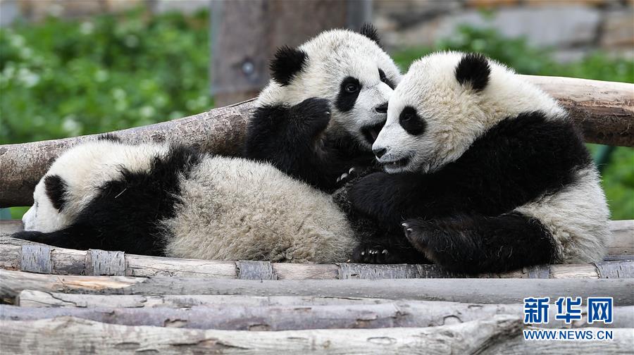 （圖文互動）（3）國家林業(yè)和草原局發(fā)布最新圈養(yǎng)大熊貓數據