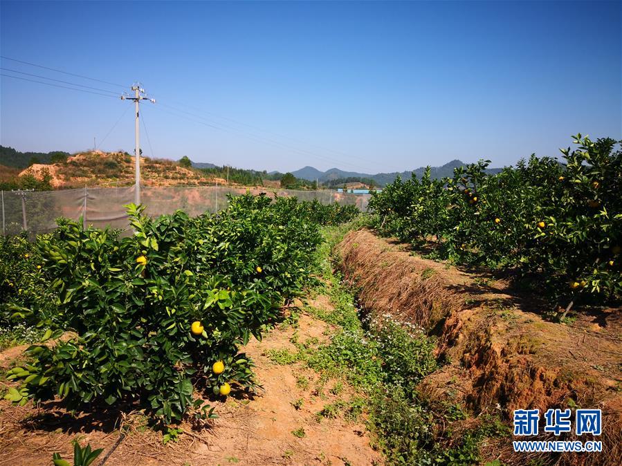 （在習近平新時代中國特色社會主義思想指引下·慶祝改革開放40周年·協調發(fā)展·圖文互動）（4）臍橙“三變”見證40年變遷