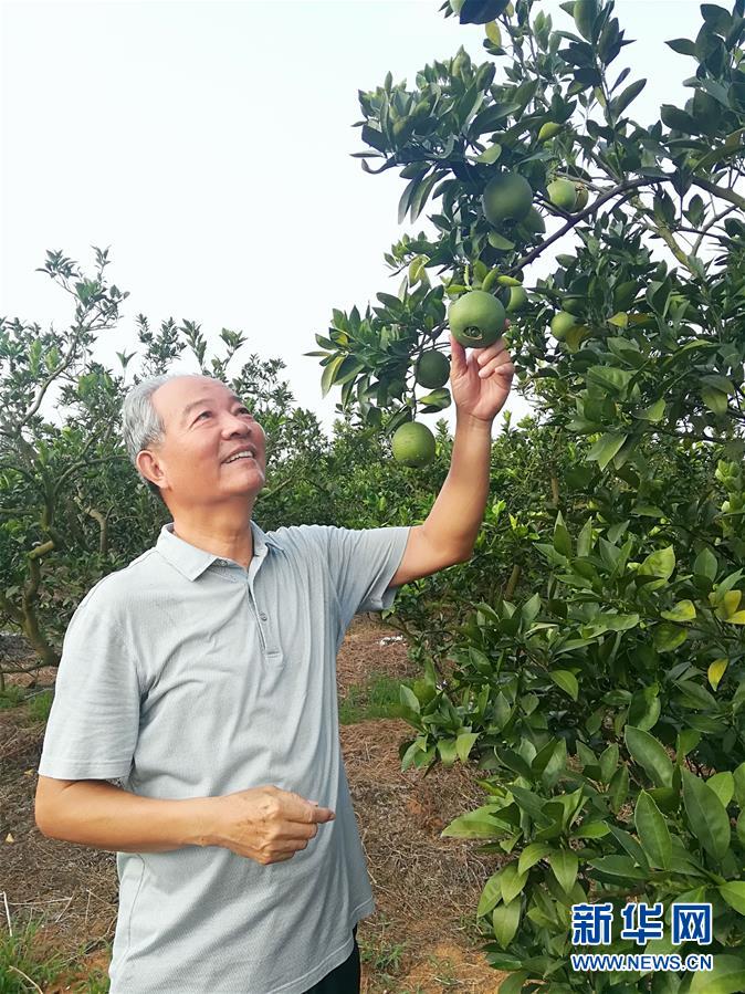 （在習近平新時代中國特色社會主義思想指引下·慶祝改革開放40周年·協調發(fā)展·圖文互動）（5）臍橙“三變”見證40年變遷
