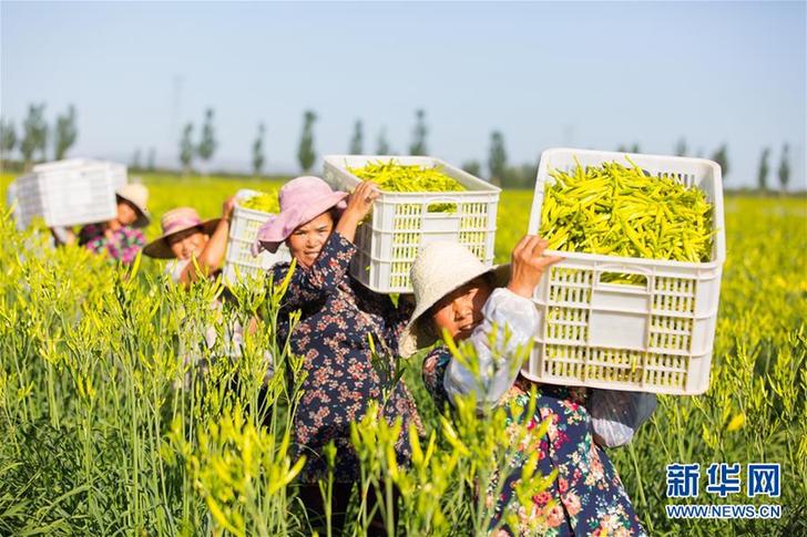 （在習近平新時代中國特色社會主義思想指引下——新時代新作為新篇章·鄉(xiāng)村振興戰(zhàn)略·圖文互動）（1）一株忘憂草，萬家喜眉梢——山西省大同市云州區(qū)黃花產(chǎn)業(yè)扶貧觀察