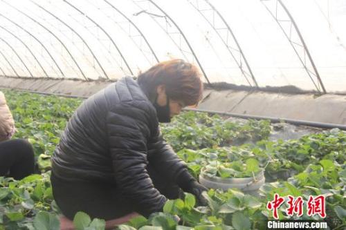 正值隆冬時(shí)節(jié)，山西省長治市長子縣天寒地凍，最低氣溫已有零下十幾度，當(dāng)?shù)氐氖卟舜笈飪?nèi)卻“春意盎然”、生機(jī)勃勃。　王維寧 攝