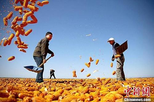 資料圖。農(nóng)民揮動鐵锨晾曬玉米，使得滿地盡帶“黃金甲”，成為一道靚麗的風(fēng)景線。趙琳 攝