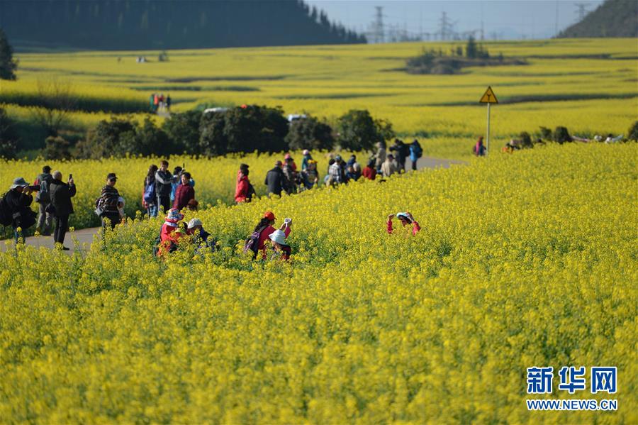 （在習(xí)近平新時(shí)代中國(guó)特色社會(huì)主義思想指引下——新時(shí)代新作為新篇章·圖文互動(dòng)）（7）高原春來(lái)早 云嶺開(kāi)新篇 