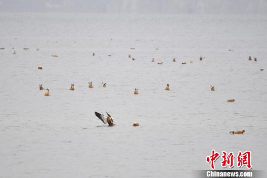 圖為在納帕海濕地棲息的候鳥?！⑷疥?攝