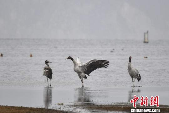 圖為在納帕海濕地棲息的黑頸鶴?！⑷疥?攝