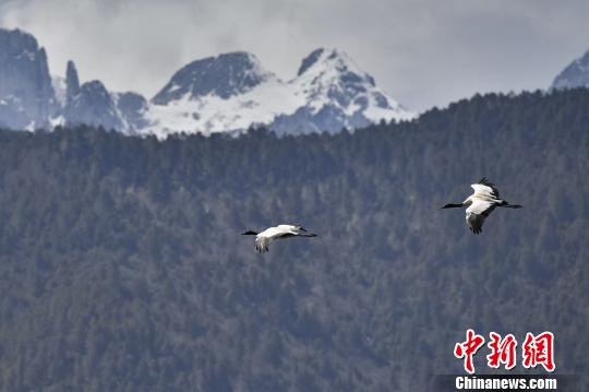 圖為在納帕海濕地上空飛翔的黑頸鶴?！⑷疥?攝