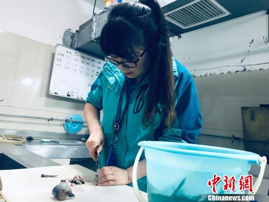 于雅麗在餌料操作間，準(zhǔn)備著動(dòng)物們的食物?！“瑧c龍 攝
