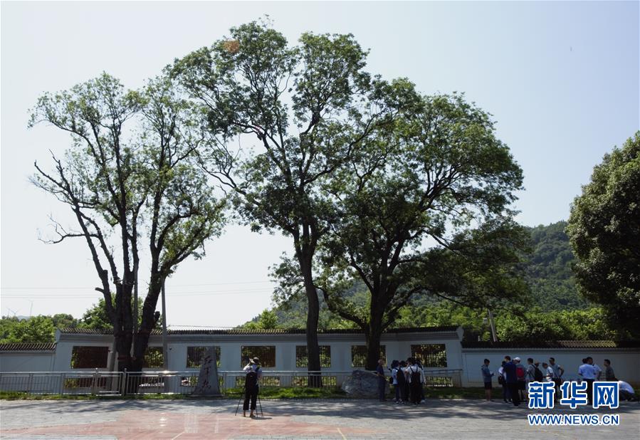 （壯麗70年·奮斗新時(shí)代——記者再走長征路·圖文互動）（6）“紅軍樹”下憶初心、守初心