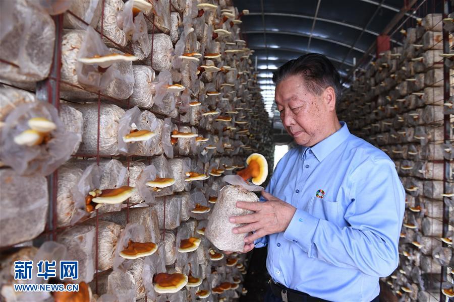 （不忘初心、牢記使命·圖文互動）（1）拳拳寸草心 濃濃報國情——記“菌草之父”林占熺
