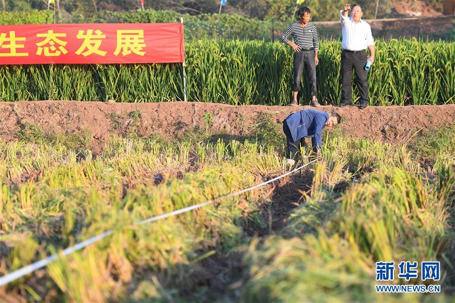 （圖文互動）（6）1046.3公斤！袁隆平第三代雜交水稻首次公開測產(chǎn)