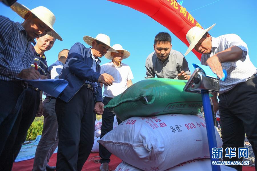 （圖文互動）（2）1046.3公斤！袁隆平第三代雜交水稻首次公開測產(chǎn)