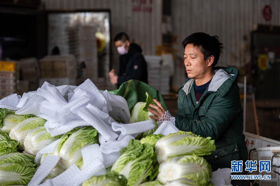 （抓好春耕備耕 穩(wěn)住農(nóng)業(yè)生產(chǎn)·圖文互動）（2）“栽種的是菜苗，收獲的是希望”——云南蔬菜集散地通?？h春耕見聞 