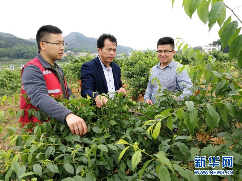 （新華全媒頭條·圖文互動）（6）八桂大地上的青春之歌——記奮戰(zhàn)在廣西脫貧攻堅一線的“黃文秀式”干部