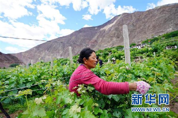 （決戰(zhàn)決勝脫貧攻堅·圖文互動）（2）西藏昌都“甜蜜”產業(yè)助脫貧
