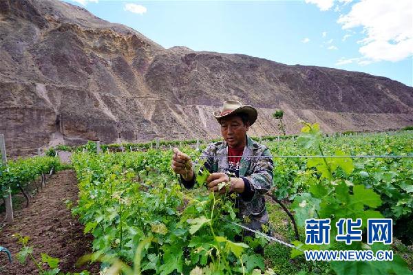 （決戰(zhàn)決勝脫貧攻堅·圖文互動）（3）西藏昌都“甜蜜”產業(yè)助脫貧