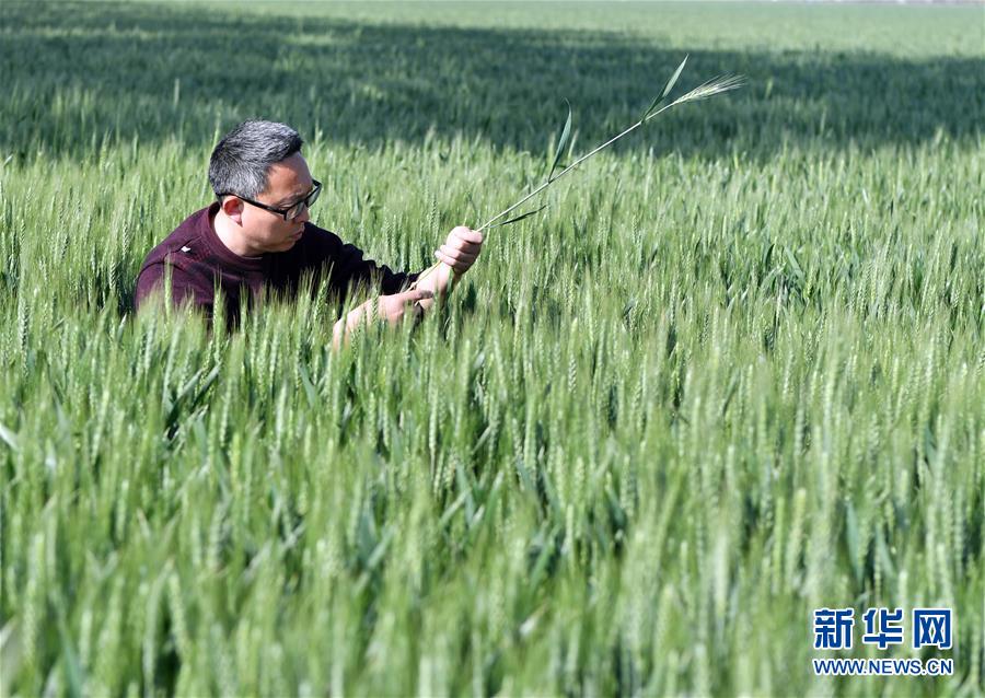 （在習(xí)近平新時代中國特色社會主義思想指引下——新時代新作為新篇章·習(xí)近平總書記關(guān)切事·圖文互動）（5）新農(nóng)事、新希望——夏收前田間新動態(tài)掃描