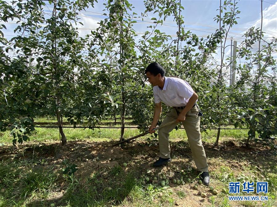 （決戰(zhàn)決勝脫貧攻堅·圖文互動）（1）高原紅了，日子好了——貴州海拔最高縣發(fā)展蘋果產業(yè)見聞