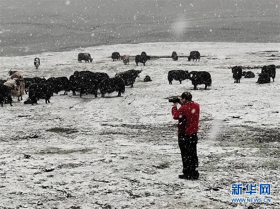 （新時(shí)代擔(dān)當(dāng)作為典型·圖文互動）（3）草地生態(tài)專家趙新全：情深不舍三江源