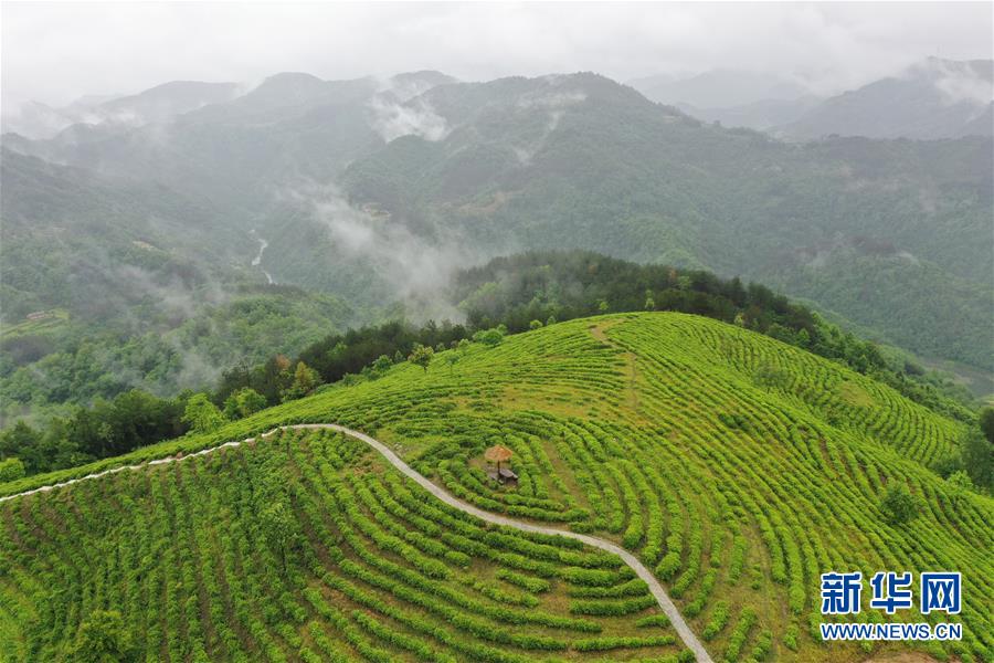 （走向我們的小康生活·圖文互動）（8）綠了青山，紅了日子——秦巴山區(qū)群眾繪出小康“調(diào)色板”