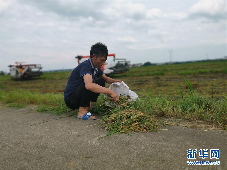 （新華視點(diǎn)·聚焦餐桌外的浪費(fèi)·圖文互動(dòng)）（1）顆粒歸倉(cāng)為何難實(shí)現(xiàn)？我國(guó)糧食收割環(huán)節(jié)損失驚人