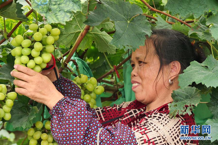 （決戰(zhàn)決勝脫貧攻堅·圖文互動）（2）同飲一江水 攜手“斬窮根”——深圳對口廣西河池、百色扶貧協(xié)作見聞