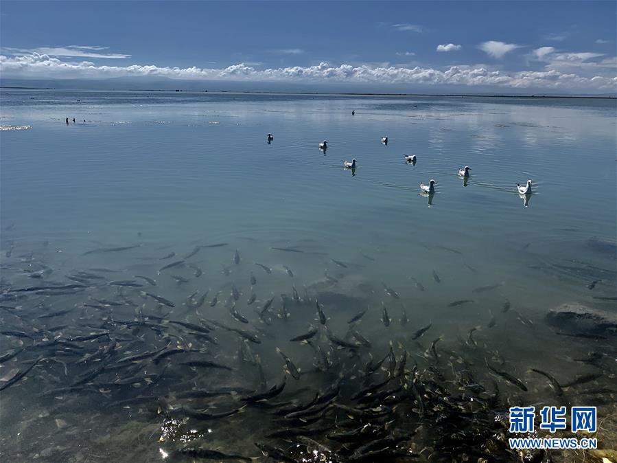 （新華全媒頭條·圖文互動）（4）大湖見證 ——持續(xù)保護讓青海湖生態(tài)華麗“蝶變”