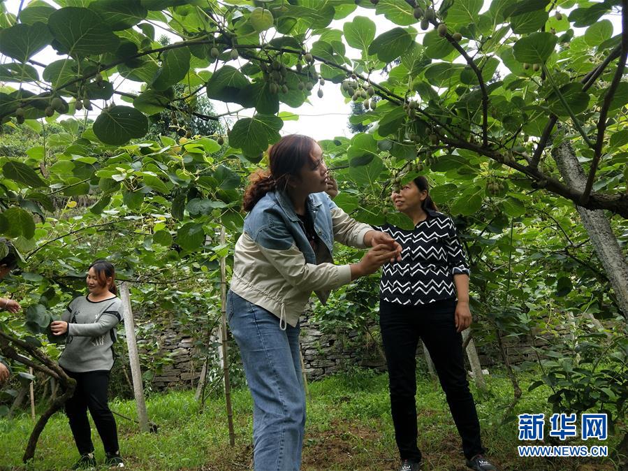 （新華全媒頭條·圖文互動）（10）初夏，循著總書記的腳步探訪產(chǎn)業(yè)扶貧新事