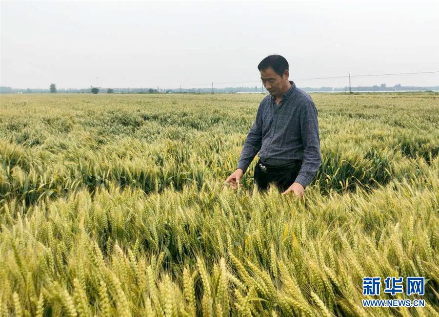 （在習近平新時代中國特色社會主義思想指引下——新時代新作為新篇章·習近平總書記關(guān)切事·圖文互動）（1）新農(nóng)事、新希望——夏收前田間新動態(tài)掃描