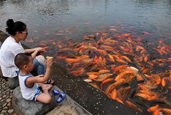 福建福鼎：桐山溪畔人魚同樂(lè)