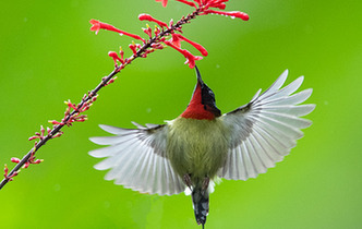 蜂鳥戲花